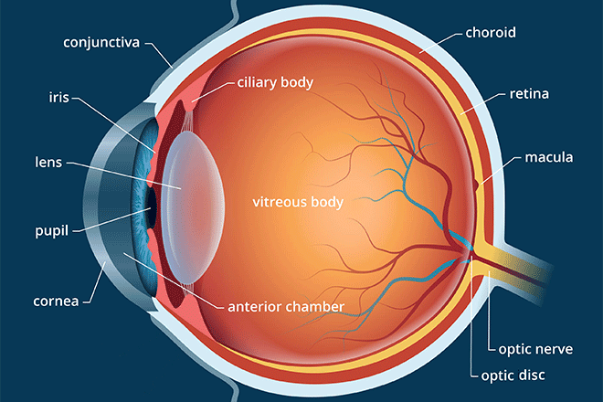 Understanding the Cornea: Anatomy and Function